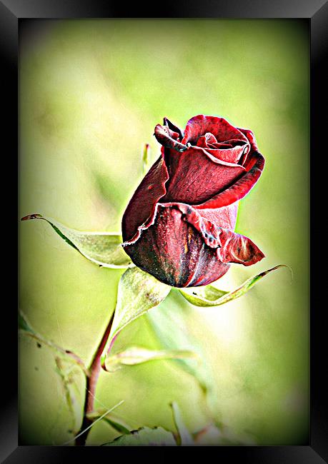 A single rose. Framed Print by Rosanna Zavanaiu