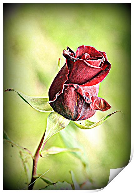 A single rose. Print by Rosanna Zavanaiu
