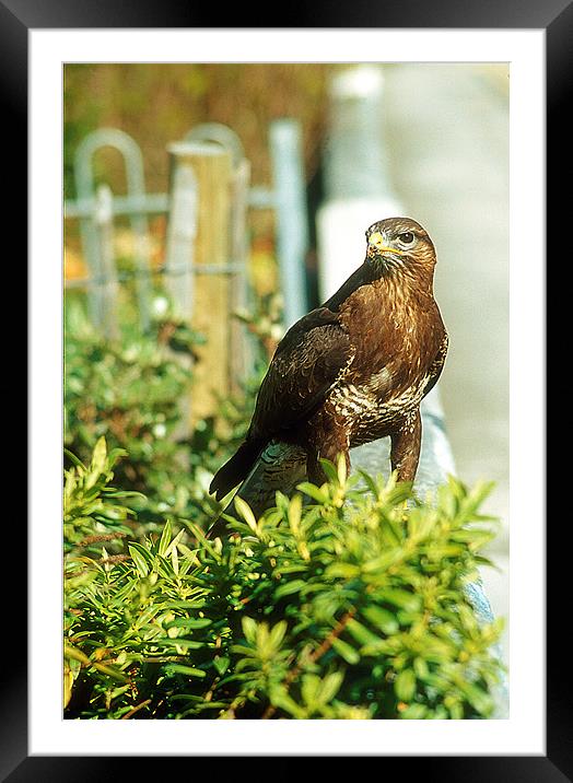 Urban Buzzard Framed Mounted Print by Simon Armstrong