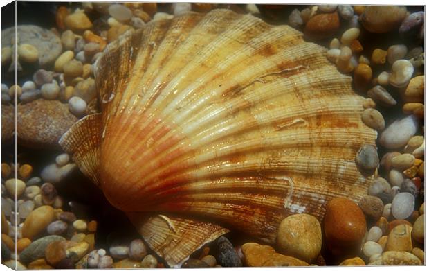 Scallop Shell Canvas Print by Simon Armstrong