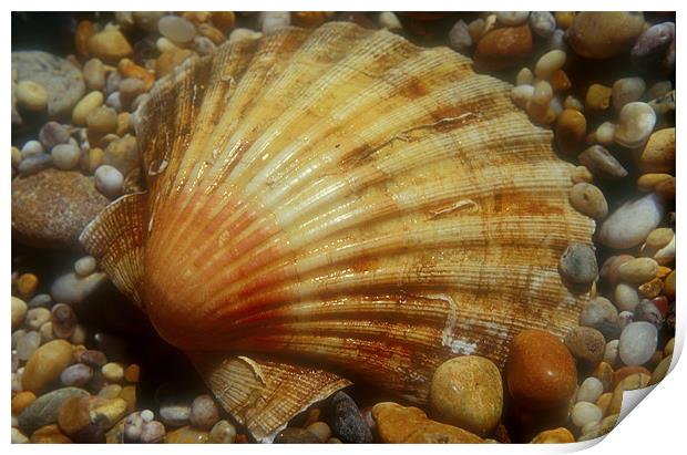 Scallop Shell Print by Simon Armstrong