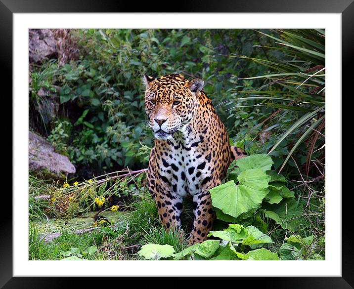 Intricate Spirit of the Spotted Jaguar Framed Mounted Print by Graham Parry