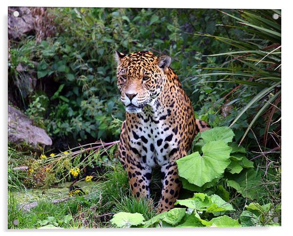 Intricate Spirit of the Spotted Jaguar Acrylic by Graham Parry