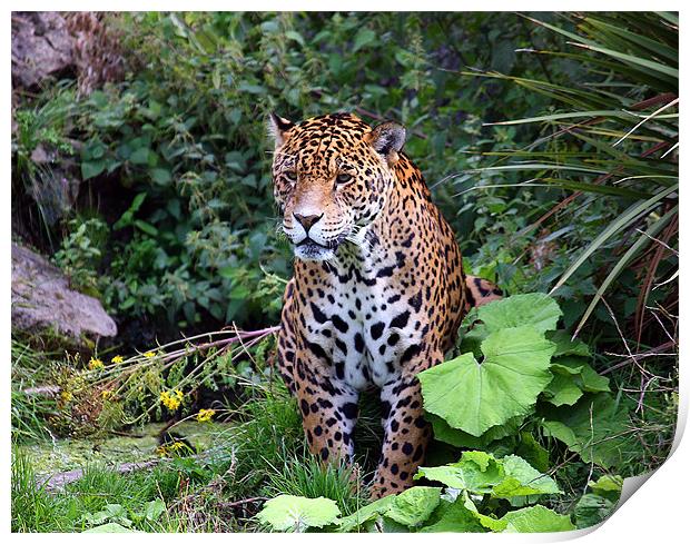 Intricate Spirit of the Spotted Jaguar Print by Graham Parry