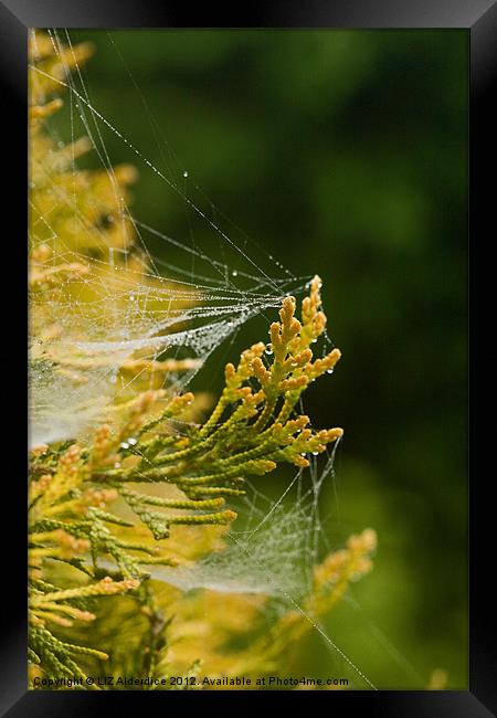 Misty Webs Framed Print by LIZ Alderdice