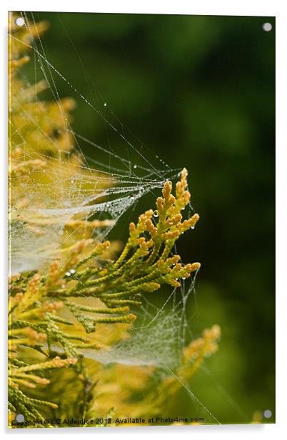 Misty Webs Acrylic by LIZ Alderdice