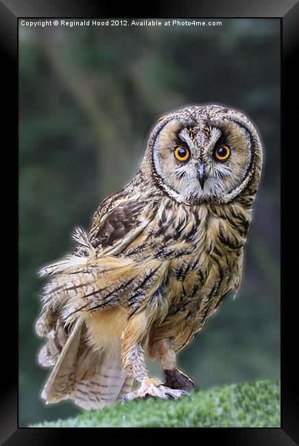 tawny owl Framed Print by Reginald Hood