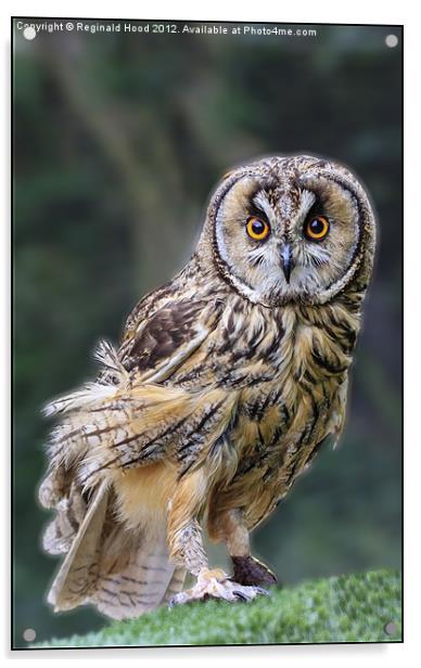 tawny owl Acrylic by Reginald Hood
