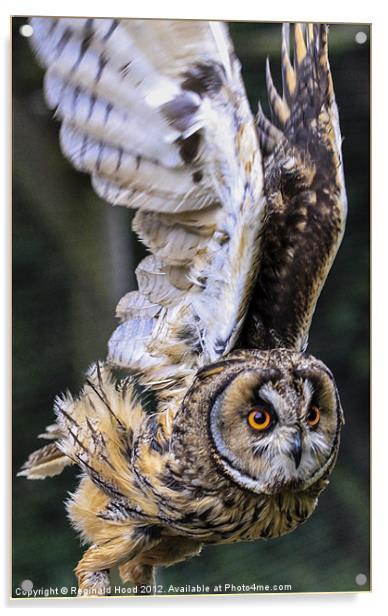 tawny owl Acrylic by Reginald Hood