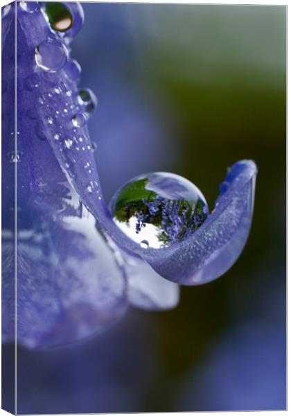 Bluebell Droplet Canvas Print by Malcolm Wood
