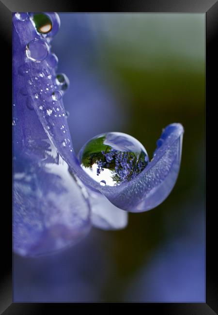Bluebell Droplet Framed Print by Malcolm Wood