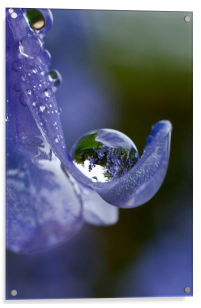 Bluebell Droplet Acrylic by Malcolm Wood