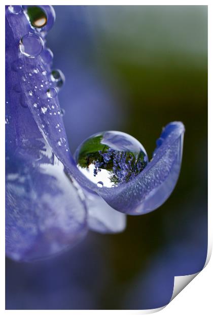 Bluebell Droplet Print by Malcolm Wood