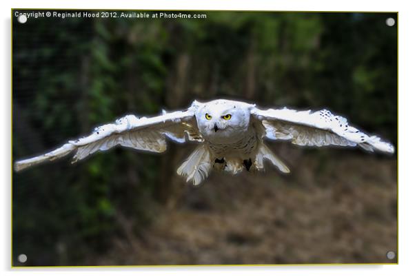 snowy owl Acrylic by Reginald Hood