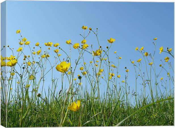 Blue Sky And Buttercups Canvas Print by Noreen Linale