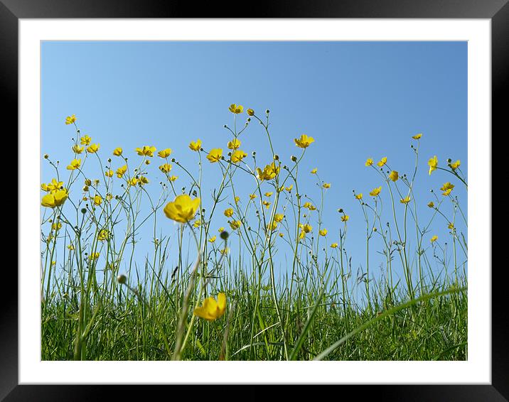 Blue Sky And Buttercups Framed Mounted Print by Noreen Linale