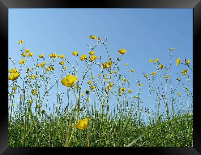 Blue Sky And Buttercups Framed Print by Noreen Linale