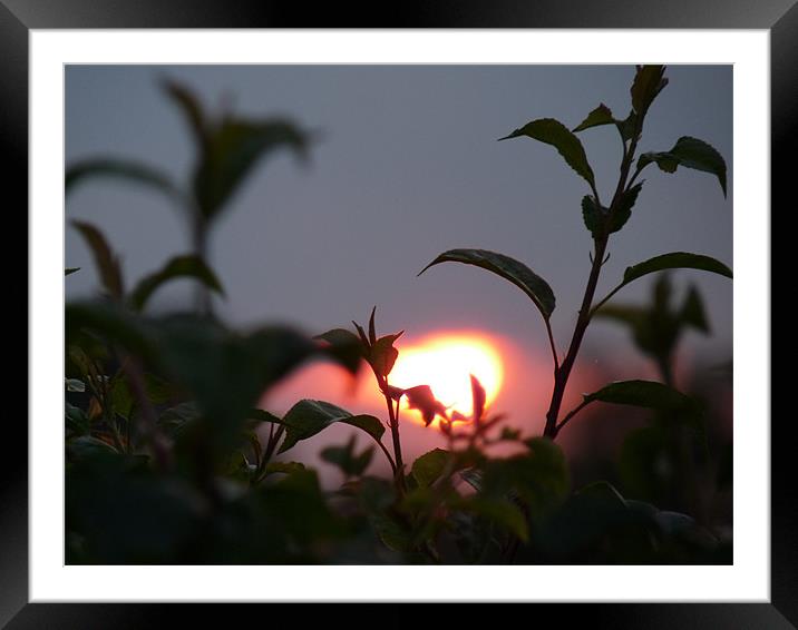 Days End Framed Mounted Print by Noreen Linale