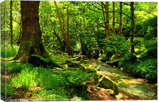 Hawksworth Woods. Canvas Print by Colin Metcalf