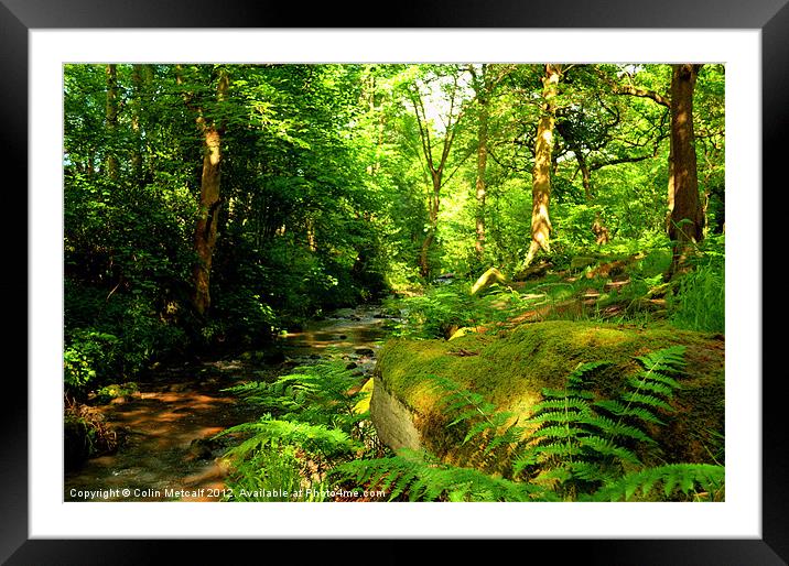 Hawksworth Woods. Framed Mounted Print by Colin Metcalf