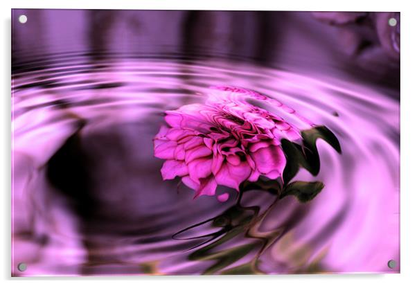 Rose Pool Acrylic by Kathleen Stephens