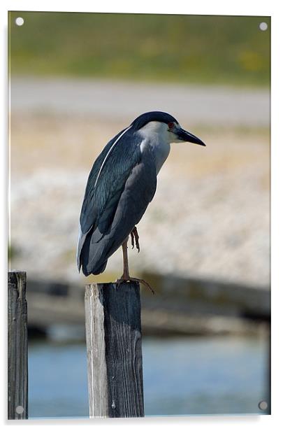 Night Heron on Dock Acrylic by Kathleen Stephens