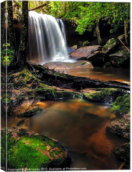 Untidy Forest Canvas Print by Mark Lucey