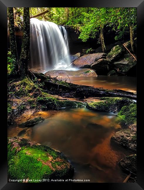 Untidy Forest Framed Print by Mark Lucey