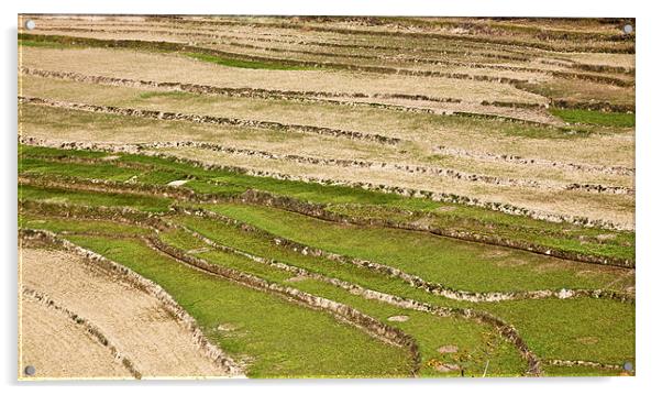 Layered Kashmir Paddy field Patterns Acrylic by Arfabita  