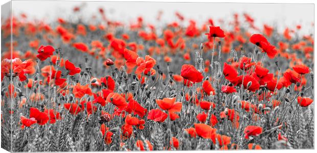 Poppies against Black and White Canvas Print by Stephen Mole