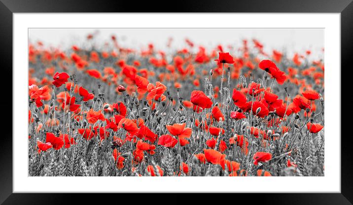 Poppies against Black and White Framed Mounted Print by Stephen Mole