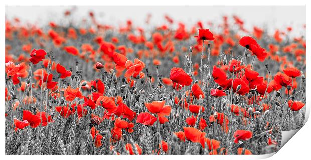 Poppies against Black and White Print by Stephen Mole