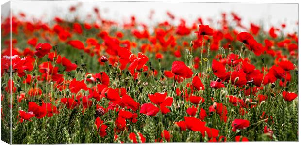 Poppies in field of green Canvas Print by Stephen Mole