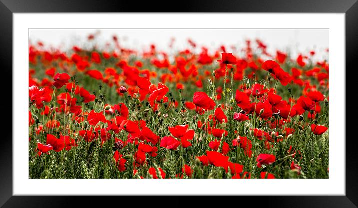 Poppies in field of green Framed Mounted Print by Stephen Mole