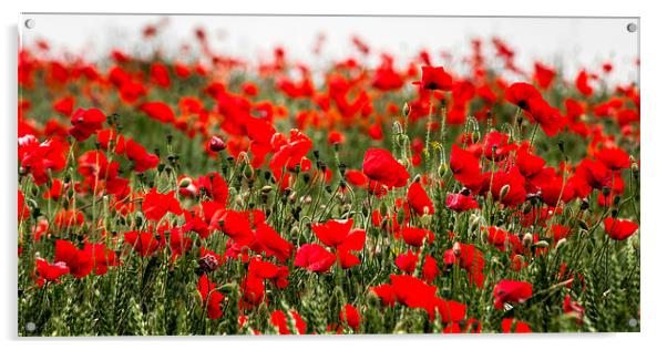 Poppies in field of green Acrylic by Stephen Mole