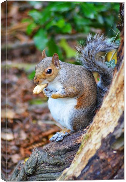 Nuts about Squirrels Canvas Print by Ben Welsh