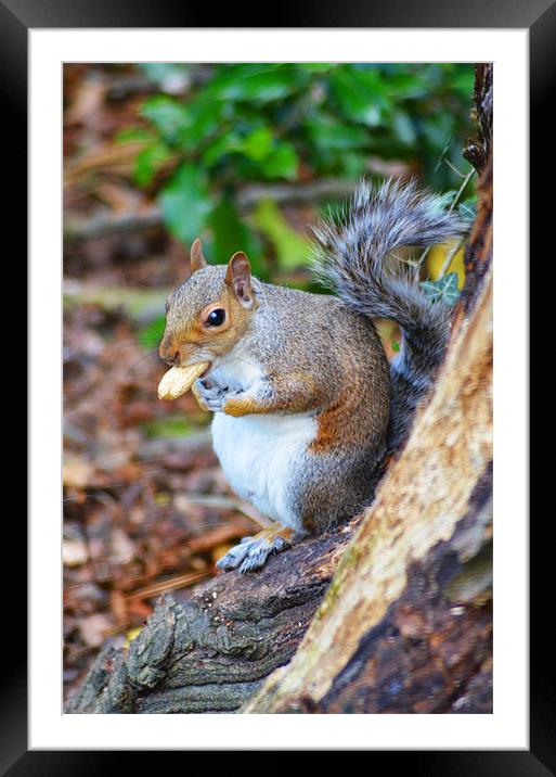 Nuts about Squirrels Framed Mounted Print by Ben Welsh