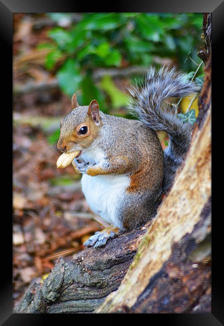 Nuts about Squirrels Framed Print by Ben Welsh