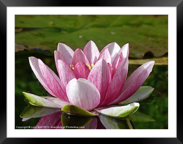 Water Lily Framed Mounted Print by Lynn Bolt