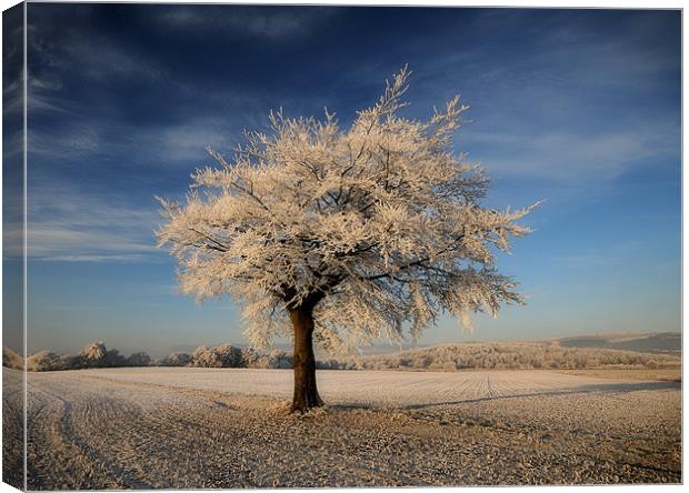 Frosted tree Canvas Print by Robert Fielding