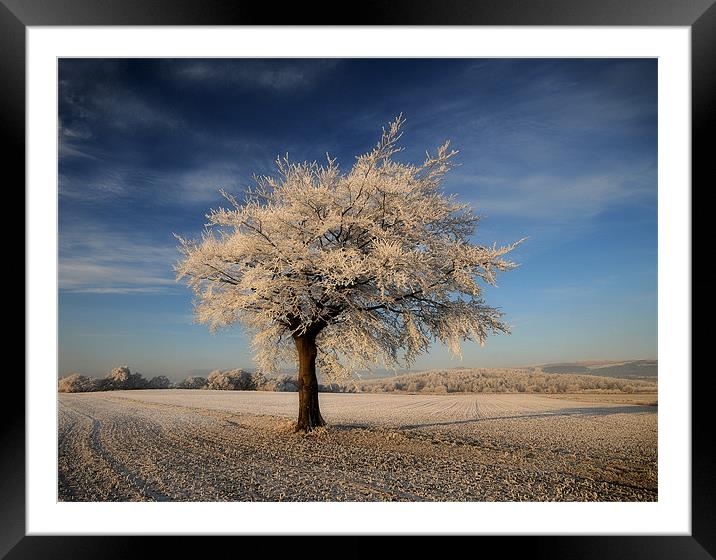 Frosted tree Framed Mounted Print by Robert Fielding