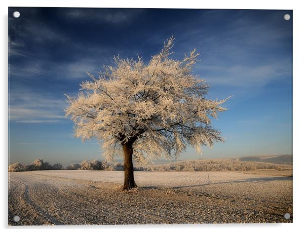 Frosted tree Acrylic by Robert Fielding