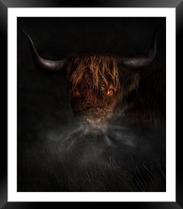 A west highland cow Framed Mounted Print by Robert Fielding