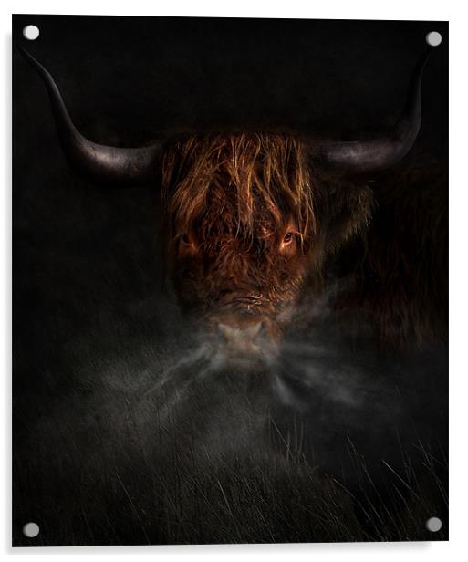 A west highland cow Acrylic by Robert Fielding