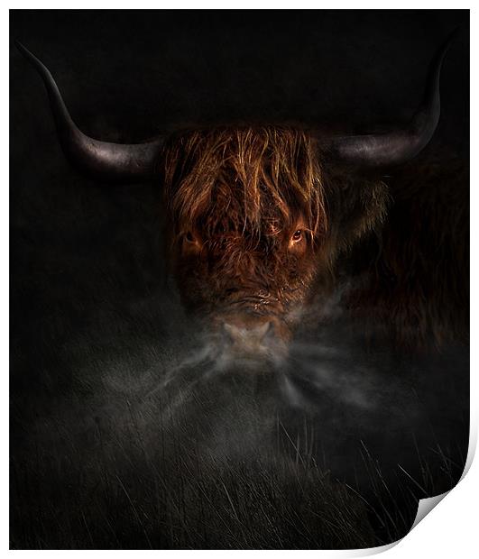 A west highland cow Print by Robert Fielding