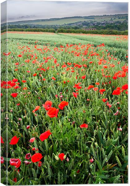 Poppies in Kent Canvas Print by Stephen Mole