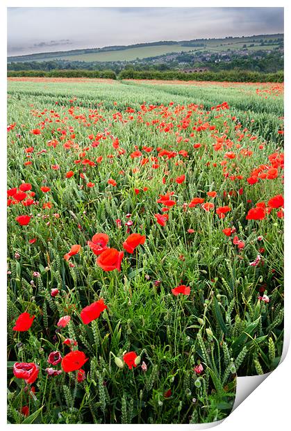 Poppies in Kent Print by Stephen Mole