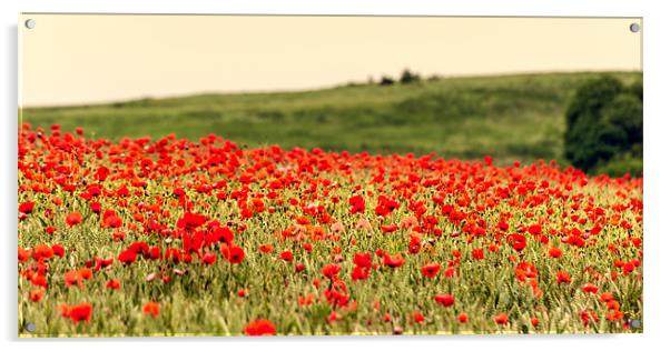 Panoramic Poppies Acrylic by Stephen Mole