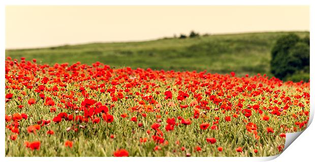 Panoramic Poppies Print by Stephen Mole