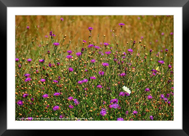 Wildflower Meadow Framed Mounted Print by Elaine Manley